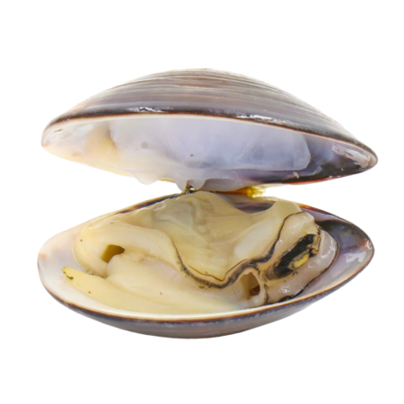 Vongole Clams