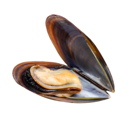 Mussels Fresh