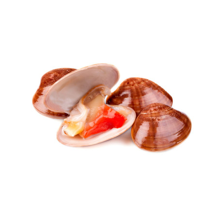 Clams Fasolari Fresh 1KG