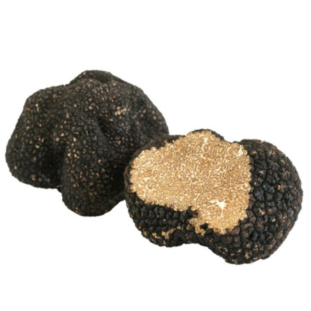 Truffle Fresh Black Autumn Tuber Uncinatum 15+