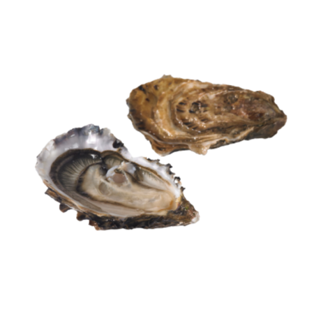 Oyster Fine No°4   Prat Ar Coum
