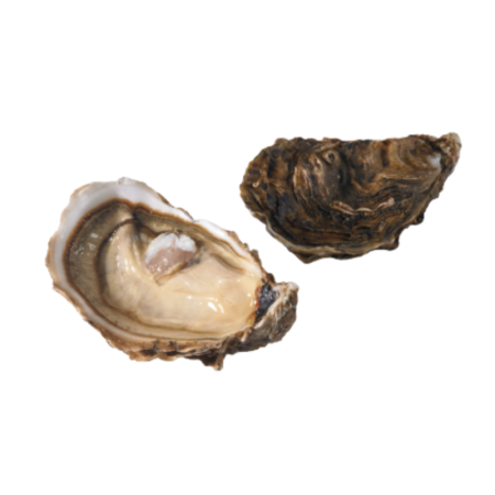 Prat Ar coum Speciales no3 Oysters