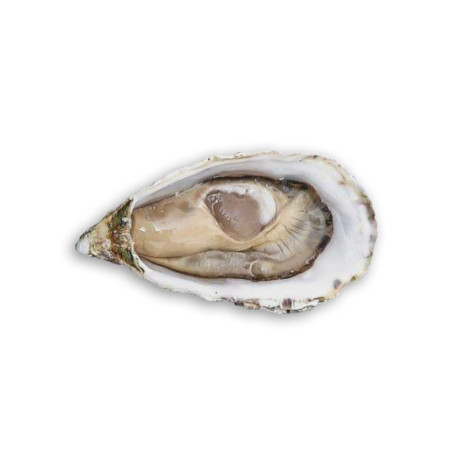 Oyster Dibba N°3 Dibba Bay