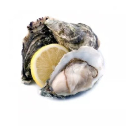 Oyster Irish Fine N°0 Saint Kerber