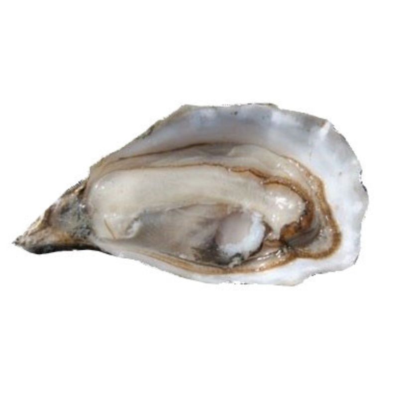 Oyster Fine Istrenn N°0 Saint Kerber