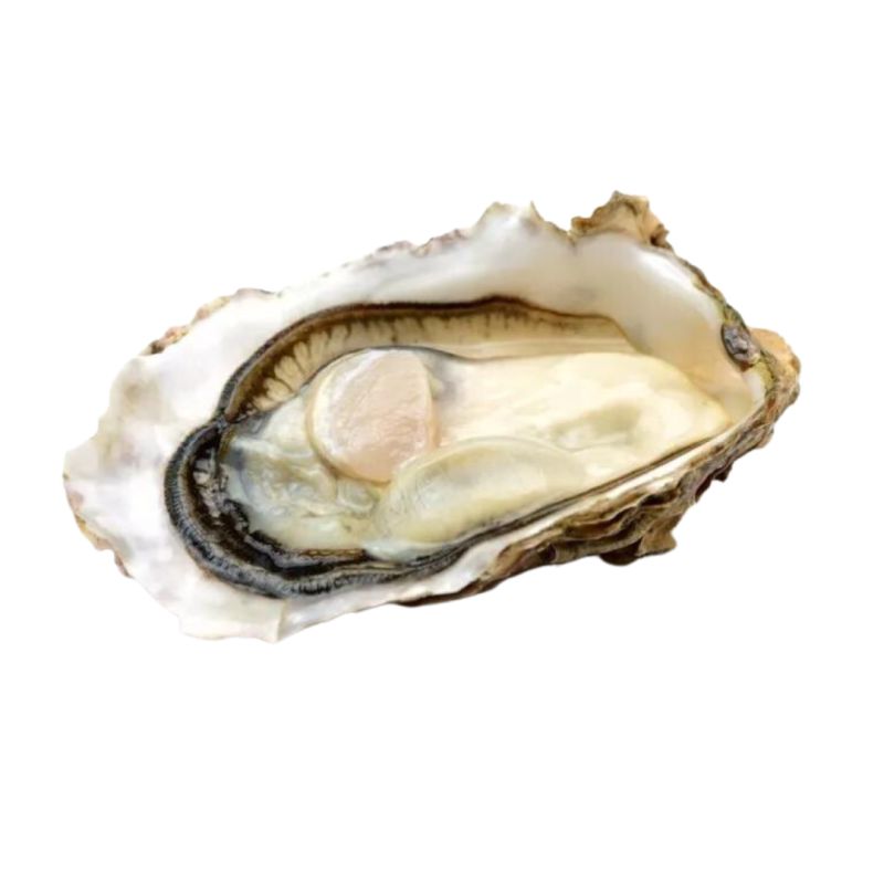 Oyster Fine Muirgen N°1 Saint Kerber