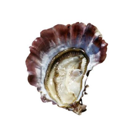 Tarbouriech no3 Oysters