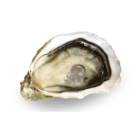 Oyster Fine L'ultime Oyster No3
