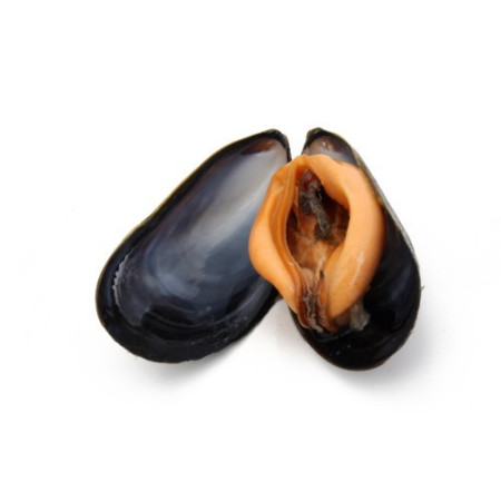 Dutch Mussels Live