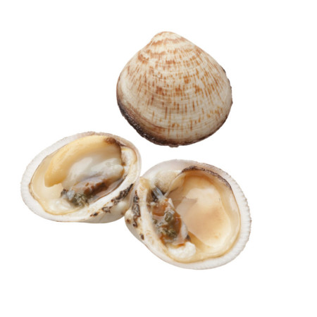 Sea Almonds