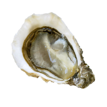 Oyster Fine De Claire No°2