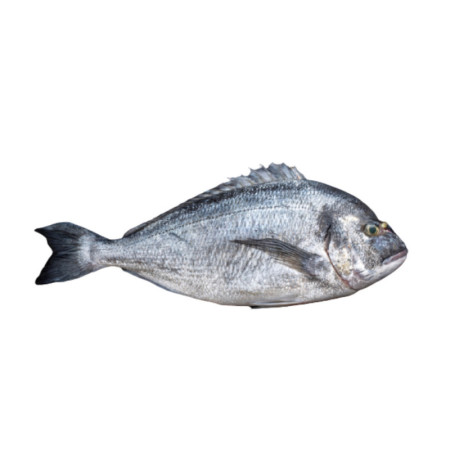 Seabream Royal 2-3 Kg/ Pc
