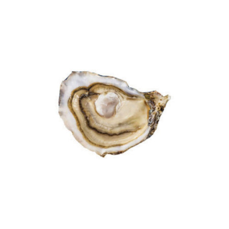 Oyster Speciale Perle Blanche  N°3