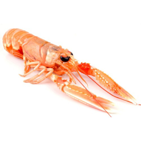 Langoustine 3/6 Land Denmark/Suede