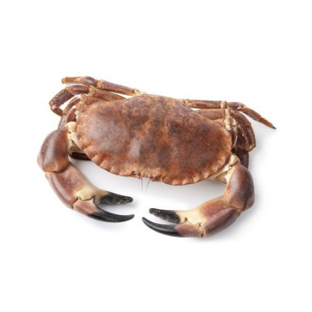 Crab Whole Cooked Brown Crab 400/600 GR