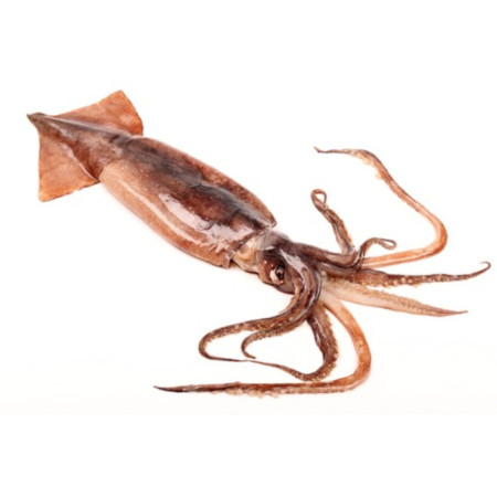Squid 100-200 Gr