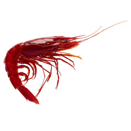 Shrimp Carabinero Plesiopenaeus  5/8 KG