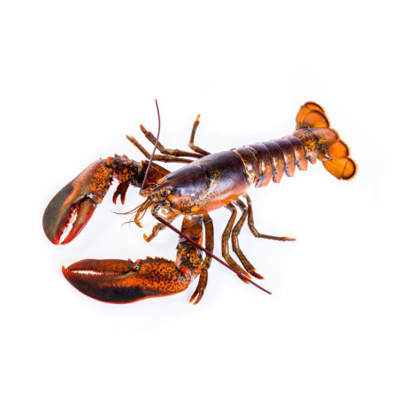 Lobster Raw European Head Carcas Bodies
