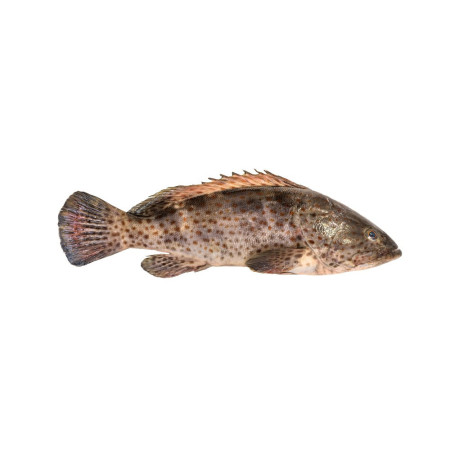 Grouper Gilled Gutted Wild Farmed