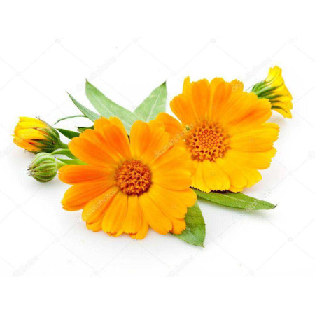 Edible Flower Calendula