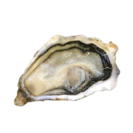 Oyster Schaller Speciale N°1