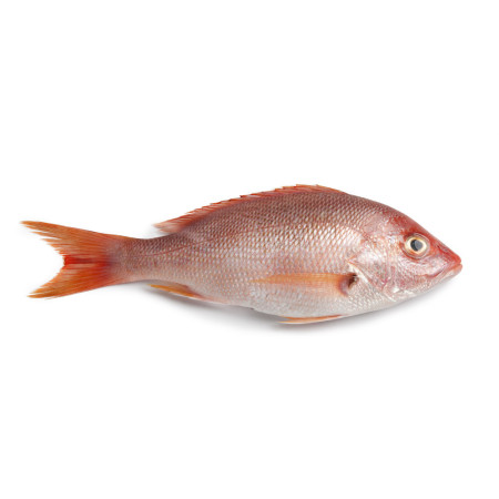 Snapper Wild
