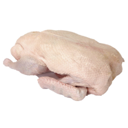 Duck Whole Female on Tray