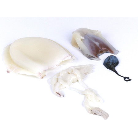 Cuttlefish Cleaned with Ink & Melsa 800/1000 KG