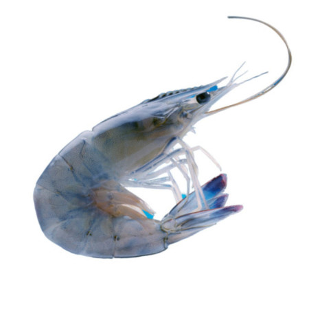 Obsiblue Prawns Entieres Crues ASC 21/25