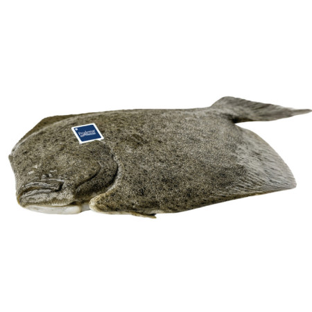 Turbot Farmed Gutted 1.5-2 Kg/ Pc