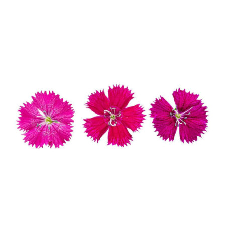 Dianthus Edible Flower