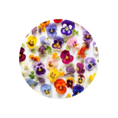 Viola Mix Edible Flower