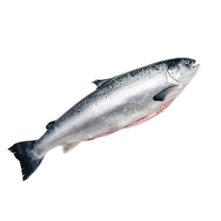 Salmon Scottish Whole Fresh Gutted On