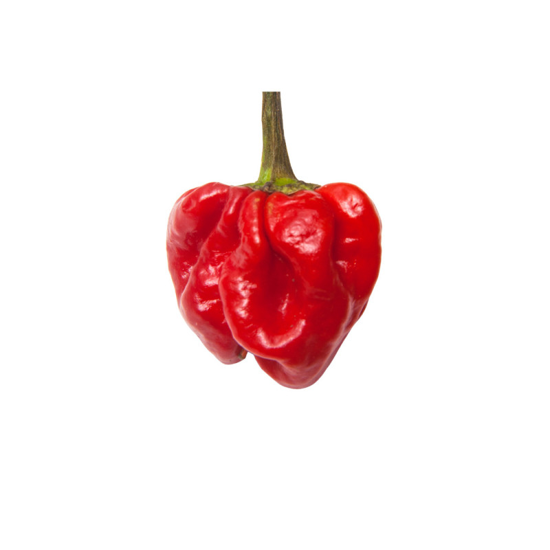 Chili Scotch Bonnet Red