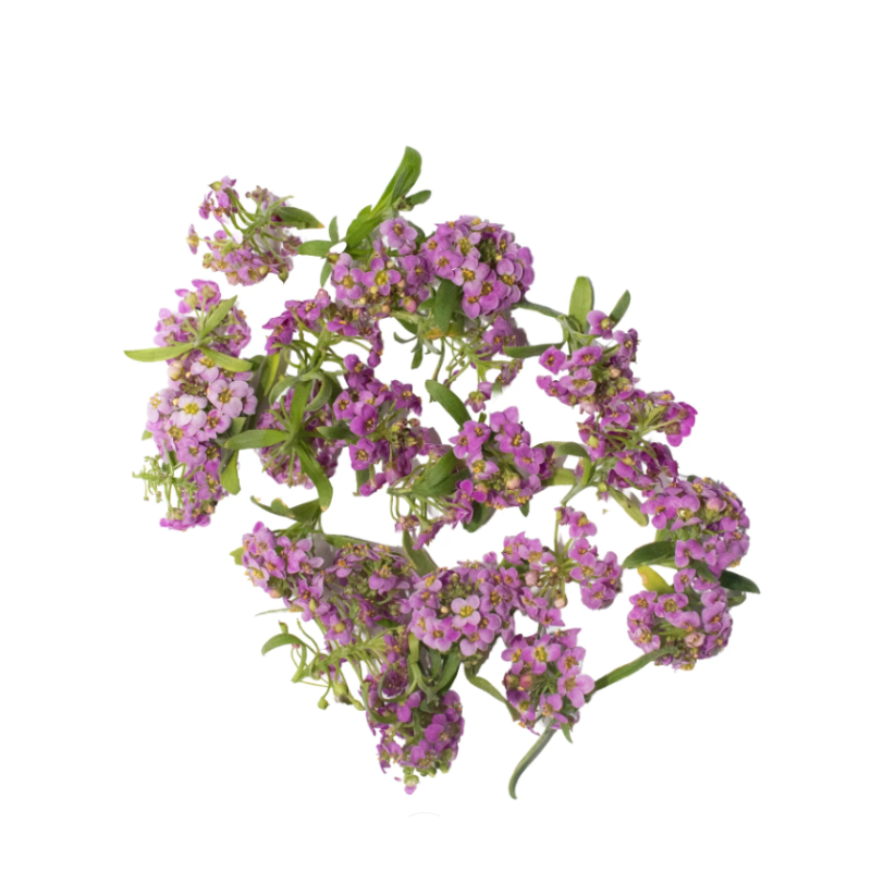 Edible Flowers Purple