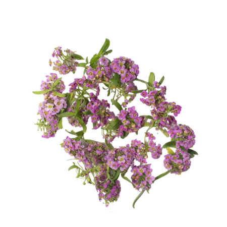 Edible Flowers Purple