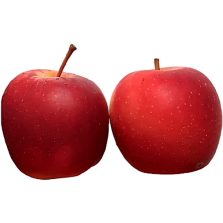 Apple Rockit Baby