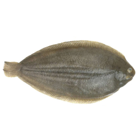 Spanish Sole Fish