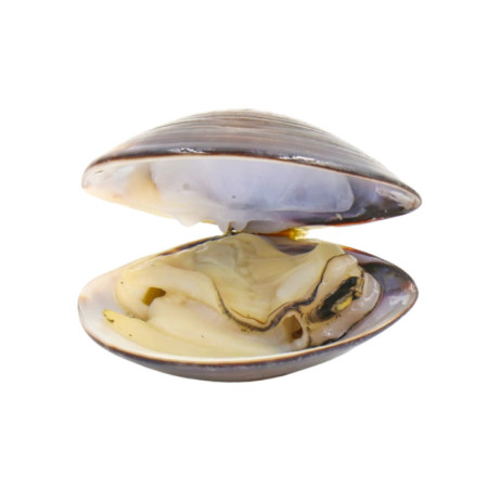 Vongole Clams Medium