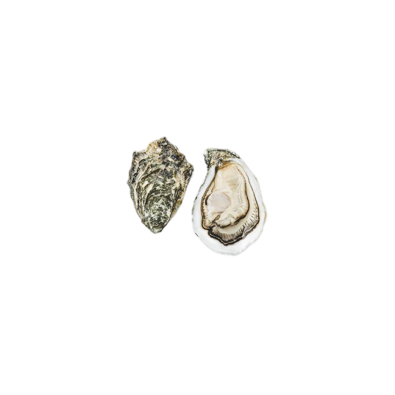 Oyster N3 Ostra Regal Gold Selection