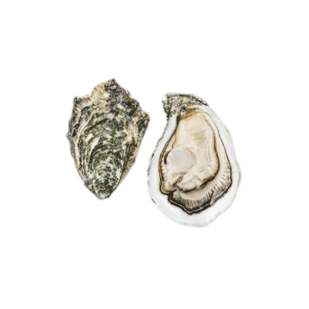 Oyster Special N4 Ostra Regal