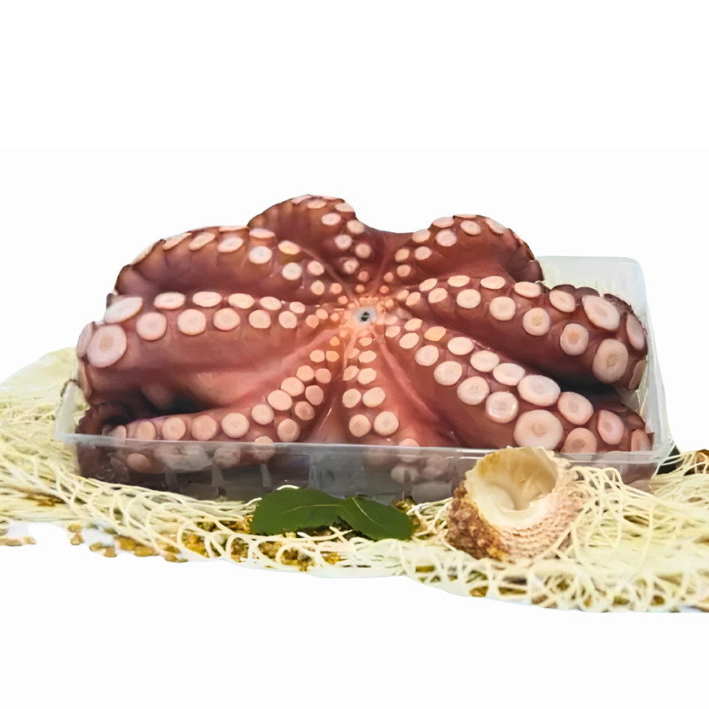 Octopus