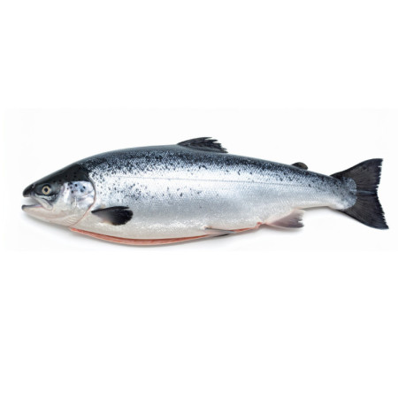 Salmon - Whole Fresh (Label Rouge) / Gutted Head On