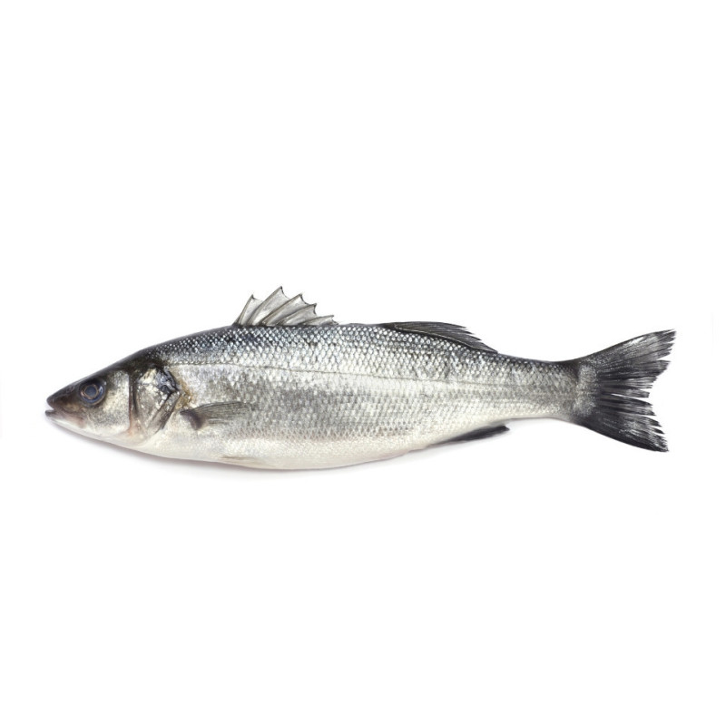 Seabass Whole Farmed 400-600 KG