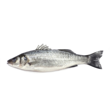 Seabass Whole Farmed 400-600 KG