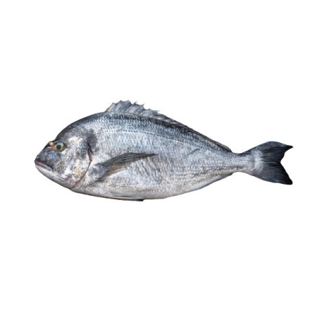 Seabream Whole Farmed