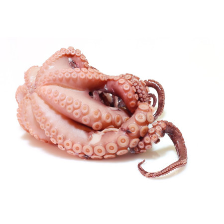Octopus whole Raw PC+/- 5 KG
