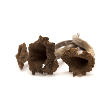 Mushroom Black Trumpet