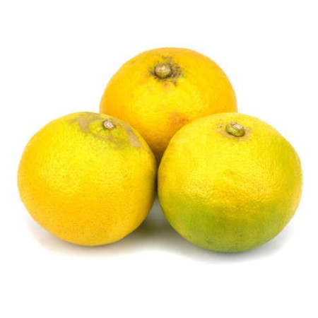 Citrus Bergamot Agrume Baches