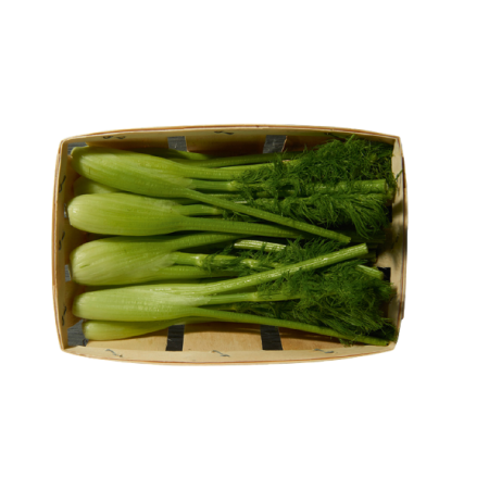 Fennel